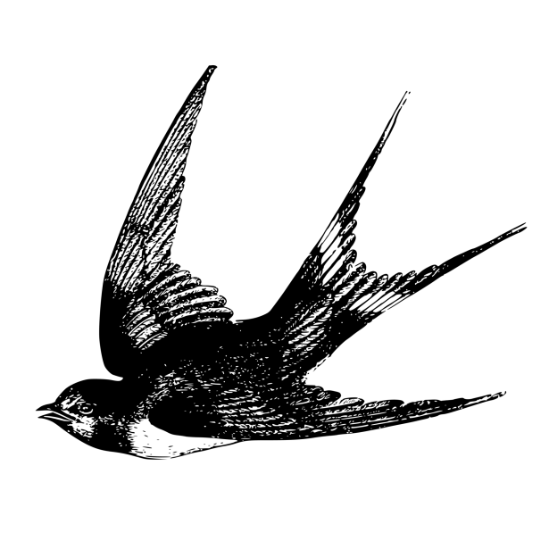 Zwaluw